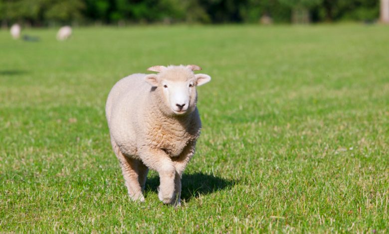 Sheep Walking in Circles Biblical Meaning