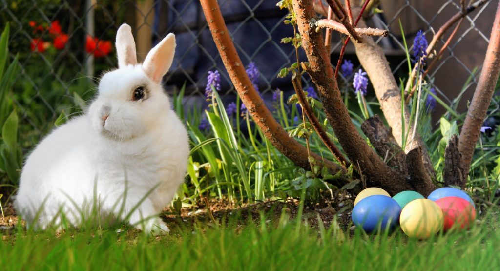 Spiritual Meaning Of White Rabbits in dreams