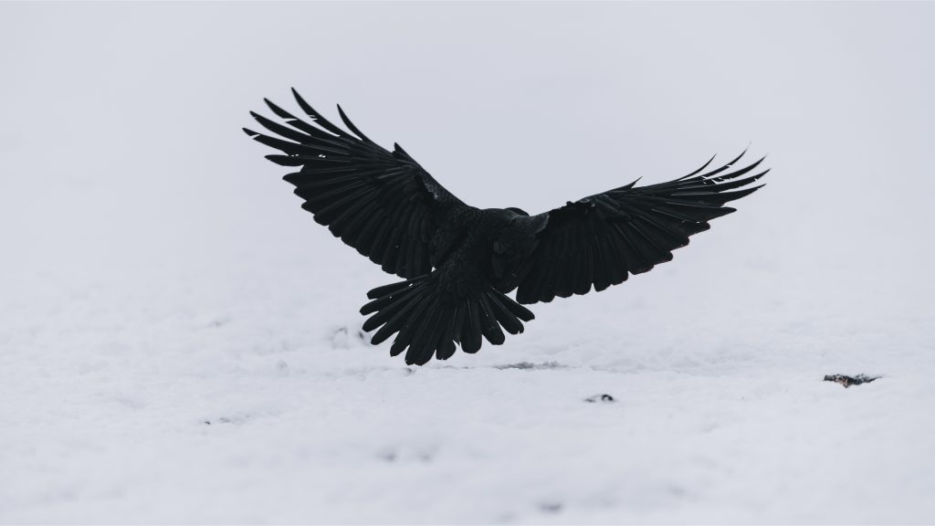 What Do Blackbirds Mean Spiritually