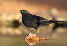 What Do Blackbirds Mean Spiritually