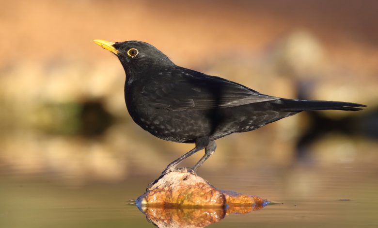 What Do Blackbirds Mean Spiritually