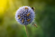 What Is the Biblical Meaning of Dreaming of Bees