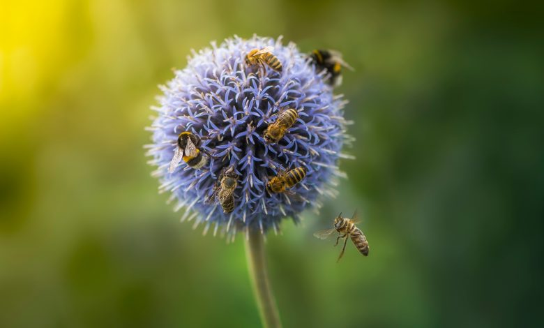 What Is the Biblical Meaning of Dreaming of Bees